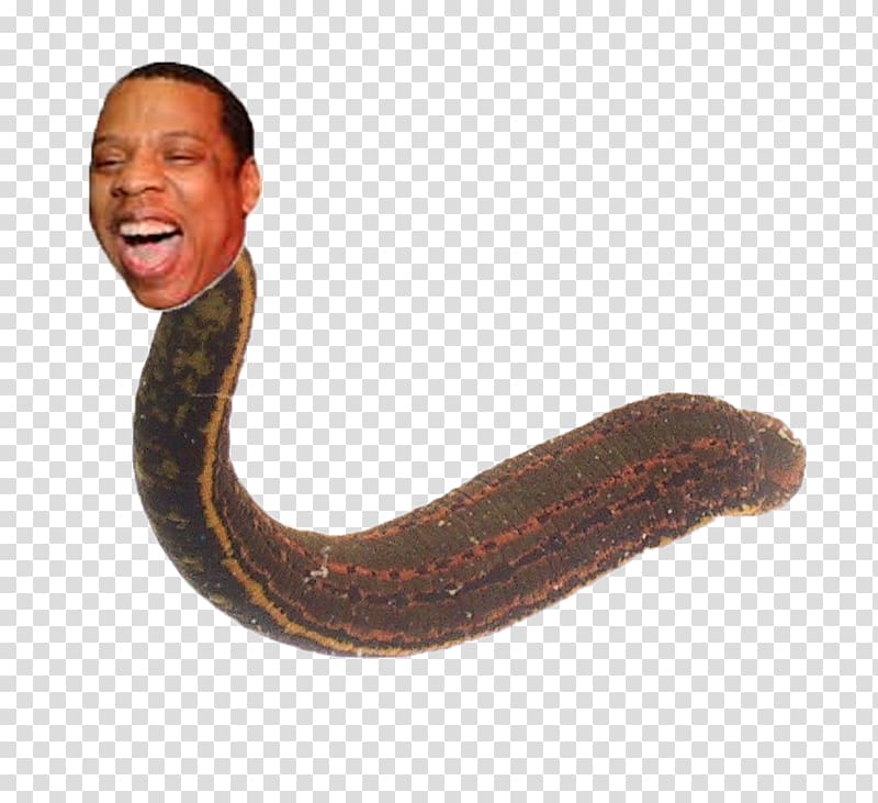 Medicinal leech Hirudo verbana Annelid Tempest prognosticator, jay z transparent background PNG clipart