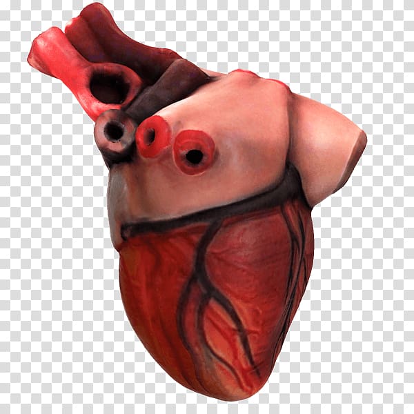 Shoulder Heart Organ Anatomy CGTrader, heart transparent background PNG clipart