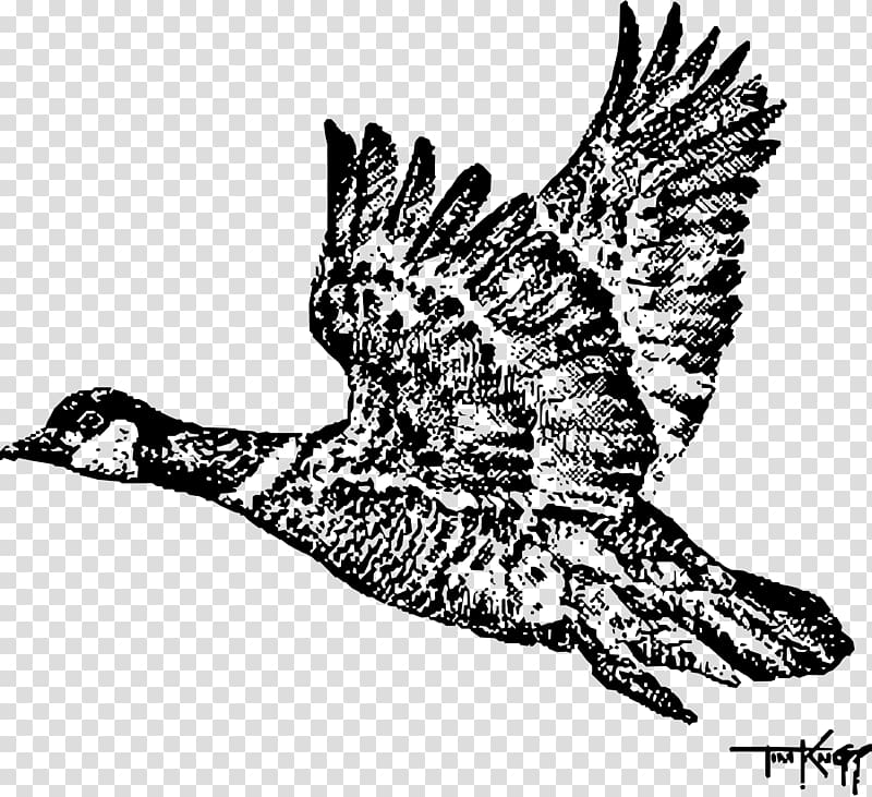 Swan goose Bird Canada Goose Duck, goose transparent background PNG clipart