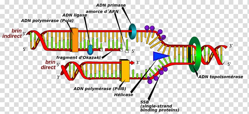 DNA replication Cell DNA polymerase DNA synthesis, others transparent background PNG clipart