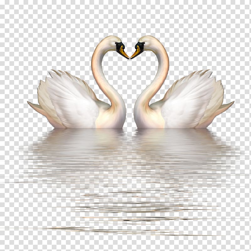 white swan, Cygnini Goose Bird , Goose transparent background PNG clipart