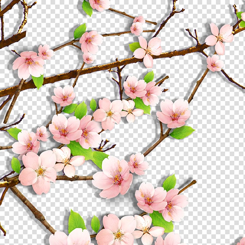 Cherry blossom , Plum flower transparent background PNG clipart