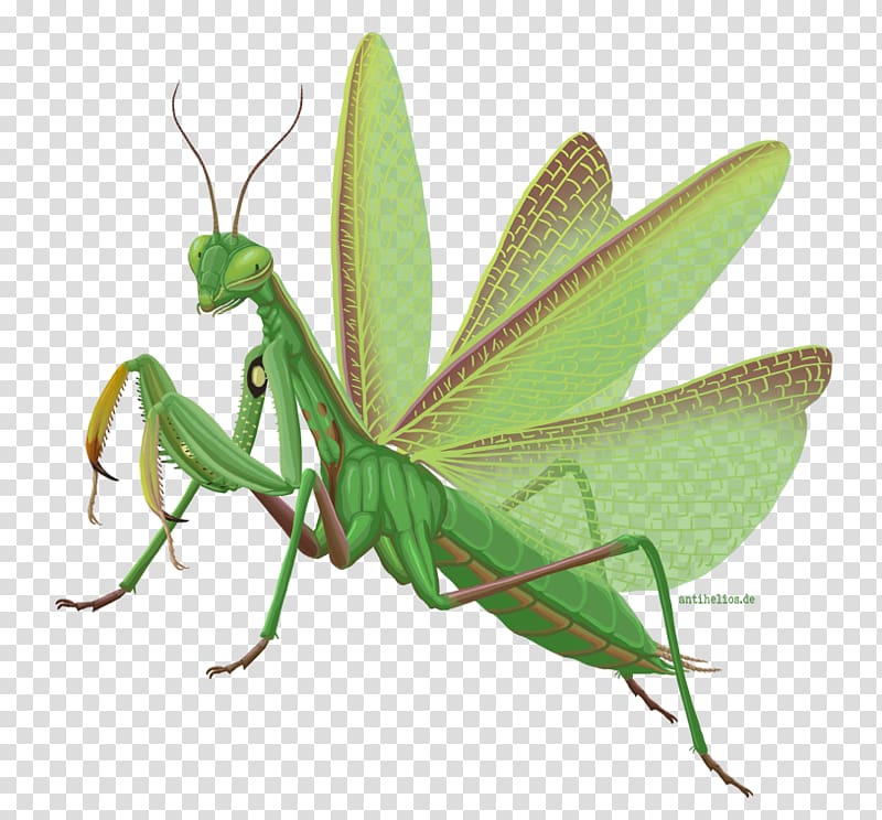 European mantis Insect Infographic Locust, insect transparent background PNG clipart