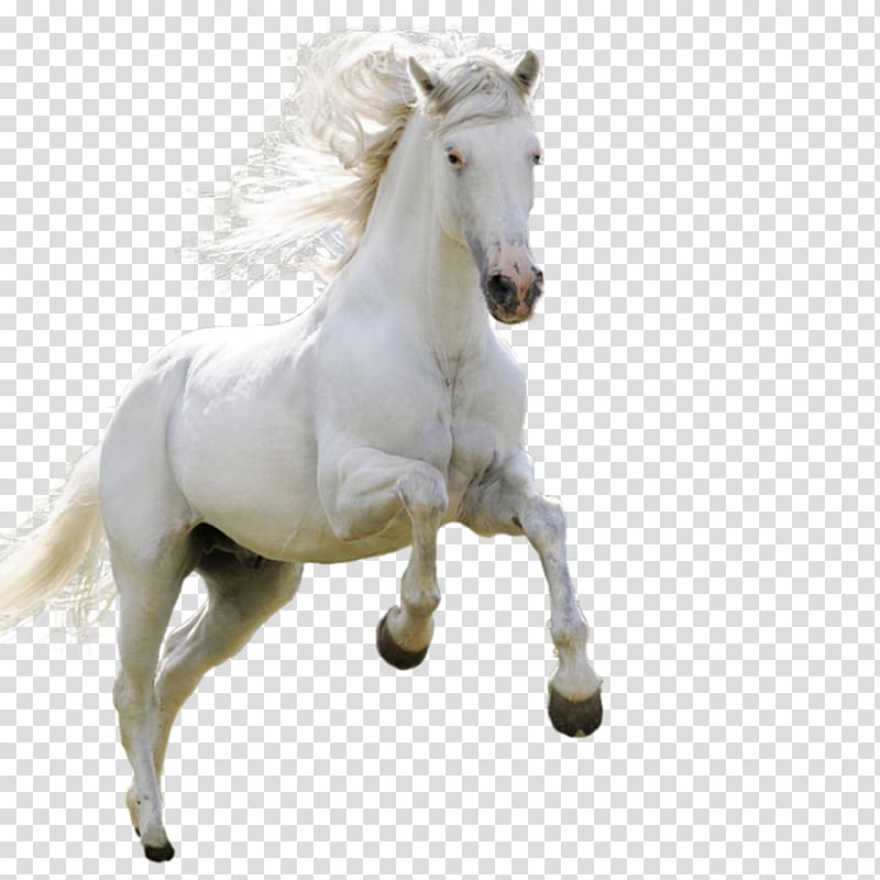 white horse , Horse High-definition television Android , horse transparent background PNG clipart