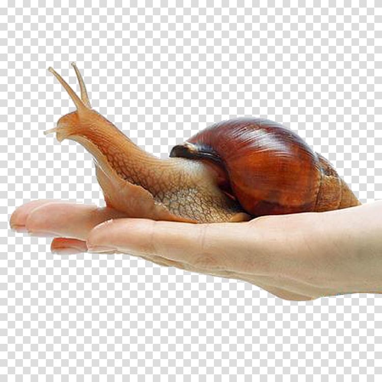 Giant African Snail Achatina achatina Orthogastropoda Land snail, snails transparent background PNG clipart