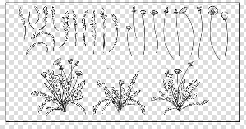 Drawing Line art , dandelion seeds transparent background PNG clipart