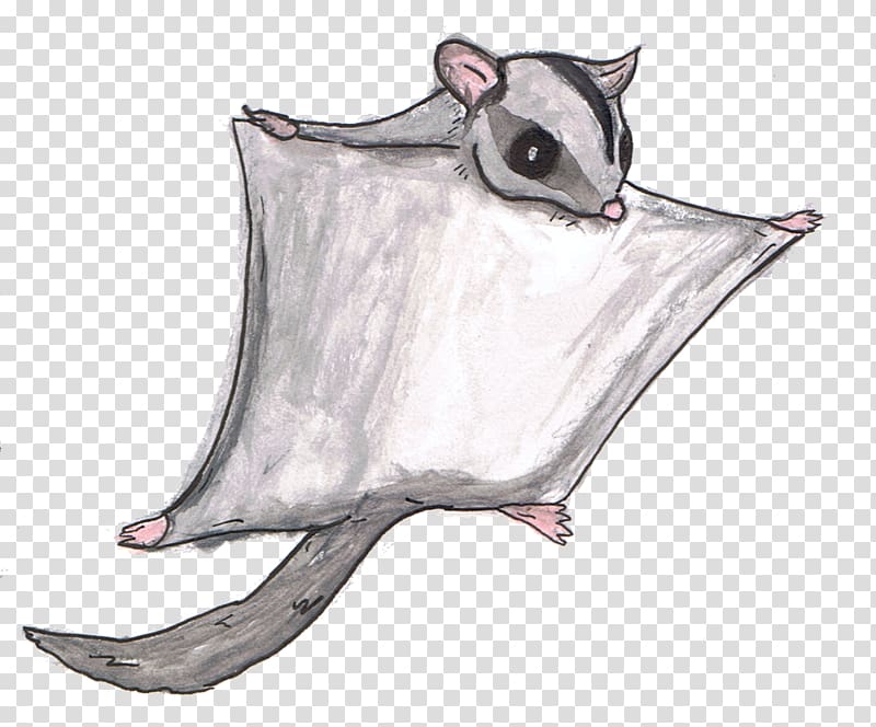 Sugar glider Mammal Marsupial Rat Animal Alphabet Adventures, Alphabet animals transparent background PNG clipart