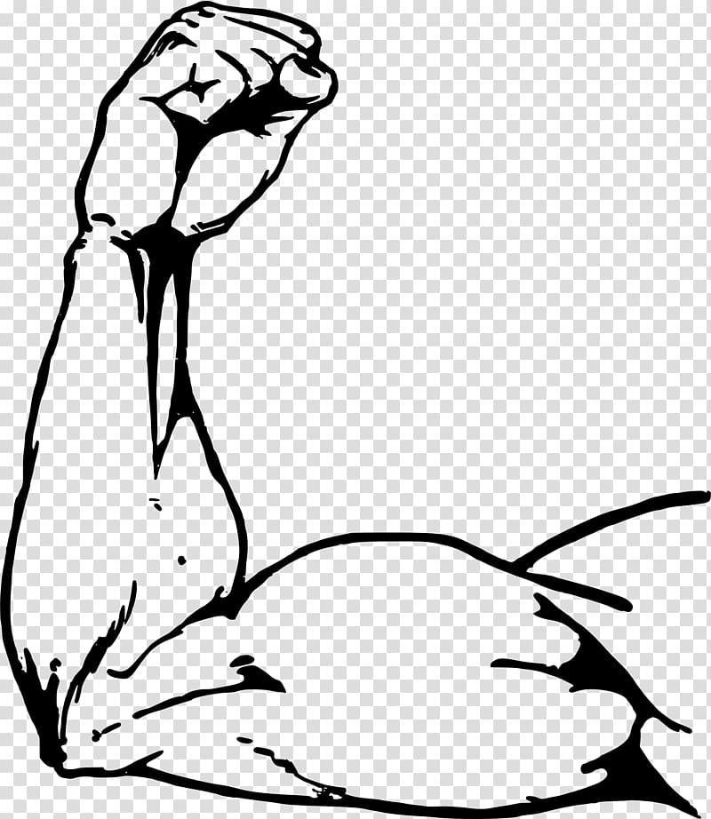 Muscle Biceps , muscle transparent background PNG clipart