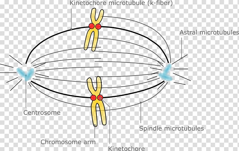Microtubule Spindle apparatus Oocyte meiotic chromosome segregation Meiosis, chromosome structure transparent background PNG clipart