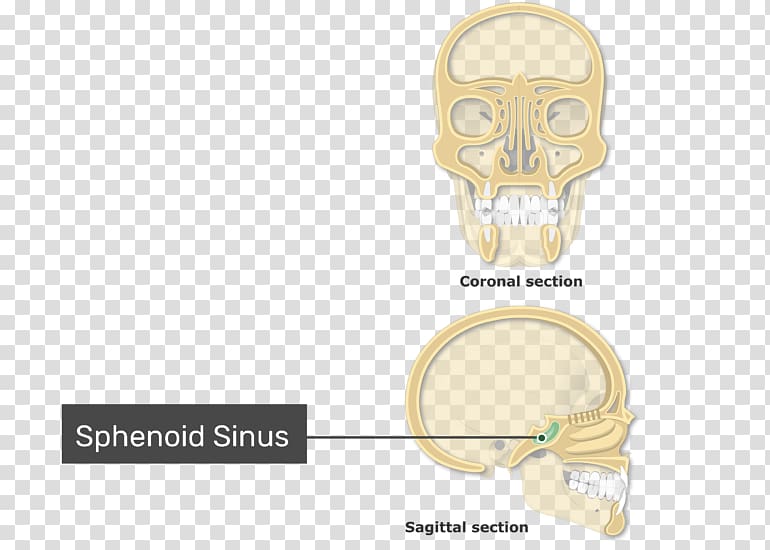 Paranasal sinuses Ethmoid sinus Ethmoid bone Nasal cavity, Nasal Cavity transparent background PNG clipart