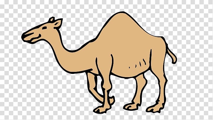 Dromedary Bactrian camel Drawing , camel transparent background PNG clipart