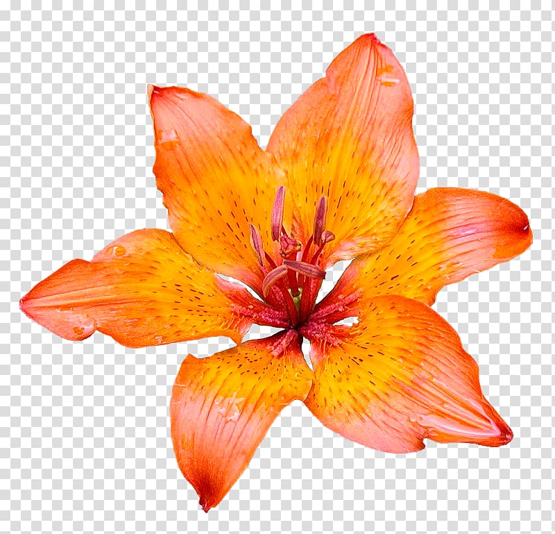 Pink flowers Desktop Orange lily Red spider lily, flower transparent background PNG clipart