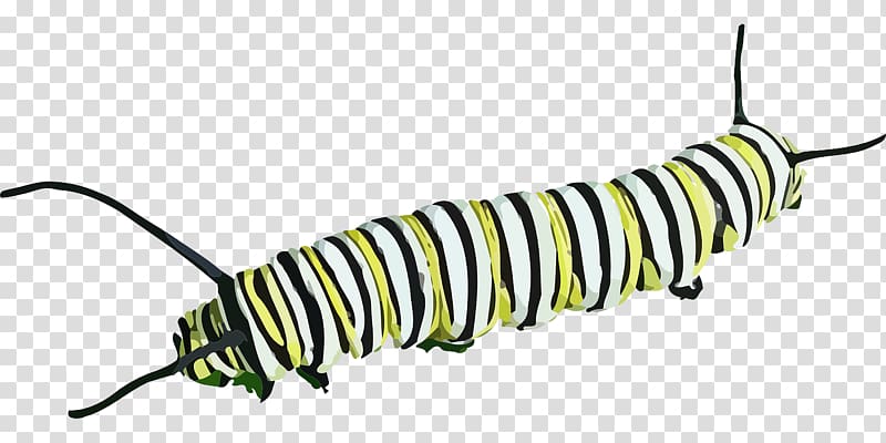 Butterfly Caterpillar Insect , Crawling insects transparent background PNG clipart