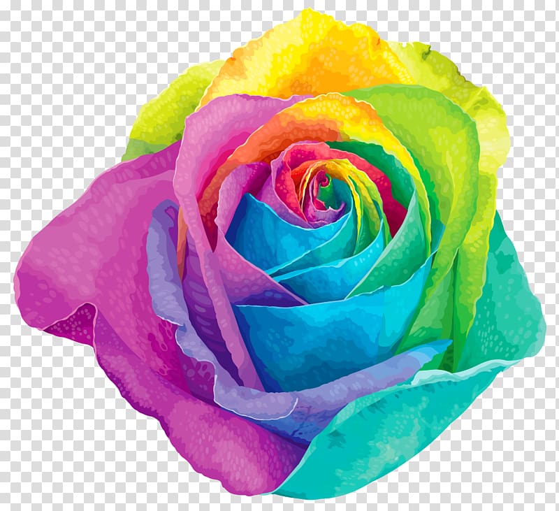 Flower Rainbow rose , Multicolored Rainbow Rose , multicolored rose illustration transparent background PNG clipart