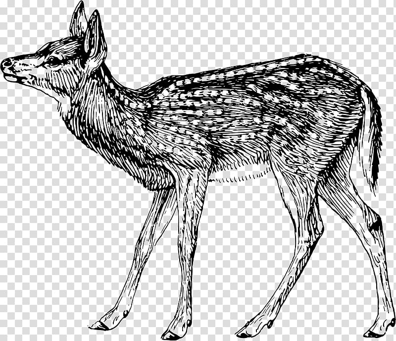 Jackal Gray wolf Musk deer Red fox, fawn transparent background PNG clipart