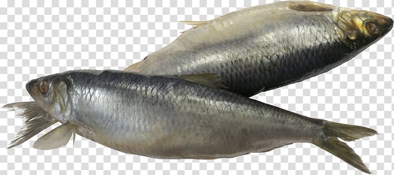 Sardine Fish, Fish transparent background PNG clipart