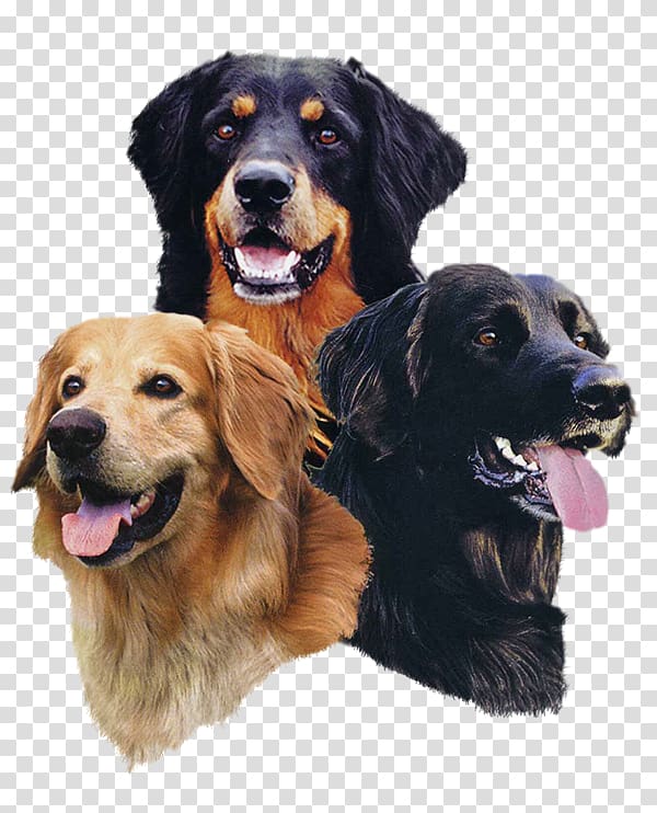 Golden Retriever Hovawart-Zucht-vom-Lentholter-Haus Dog breed Kuvasz, golden retriever transparent background PNG clipart