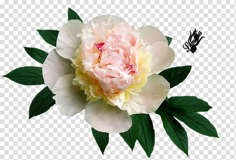 Cabbage rose Peony Cut flowers Yandex Яндекс.Фотки, peony transparent background PNG clipart