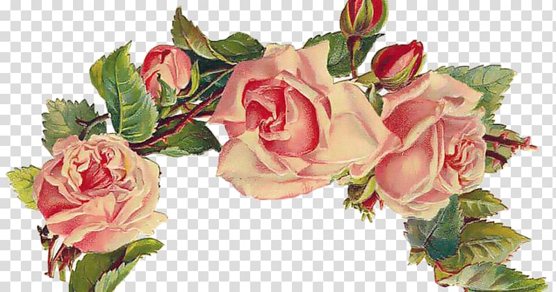 Post Cards Vintage clothing Rose Greeting & Note Cards , rose transparent background PNG clipart