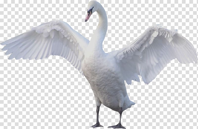 Swan transparent background PNG clipart