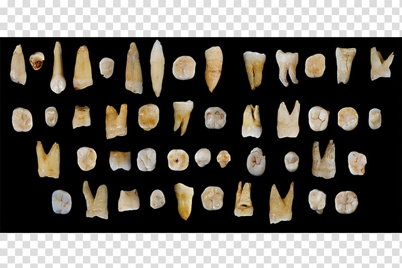 Early human migrations Fuyan Cave Human tooth Human evolution Recent African origin of modern humans, China transparent background PNG clipart
