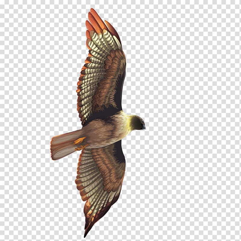 Bird Crows Hawk Eagle, flying the eagle transparent background PNG clipart