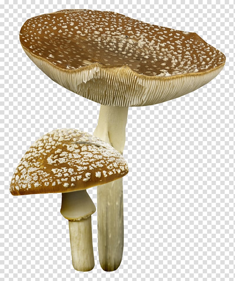 Mushroom , mushroom house transparent background PNG clipart