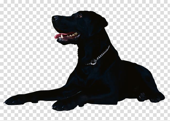 Flat-Coated Retriever Golden Retriever Labrador Retriever Puppy German Shepherd, golden retriever transparent background PNG clipart