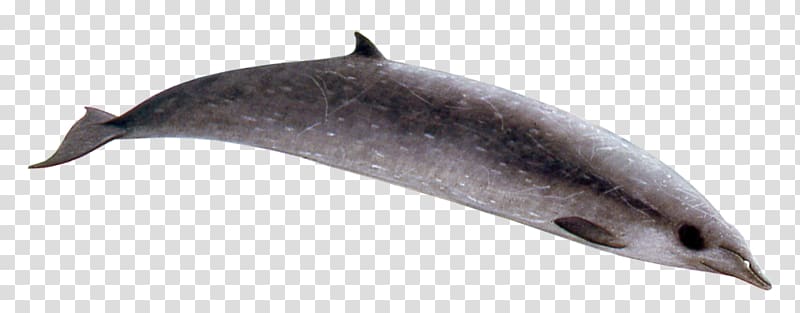 Common bottlenose dolphin Tucuxi Short-beaked common dolphin Sowerby\'s beaked whale Gray\'s beaked whale, Risso\'s Dolphin transparent background PNG clipart