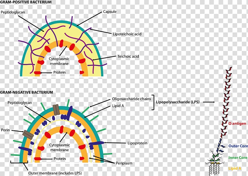 Endotoxin Gram-negative bacteria Gram-positive bacteria Bacterial cell structure Cell wall, bacteria transparent background PNG clipart