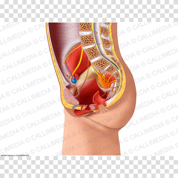 Anatomy Lymphatic system Physiology Nerve Limb, pelvis transparent background PNG clipart