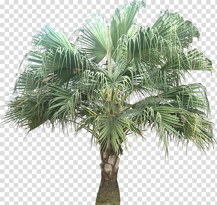 Asian palmyra palm Livistona chinensis Coconut Babassu Arecaceae, coconut transparent background PNG clipart