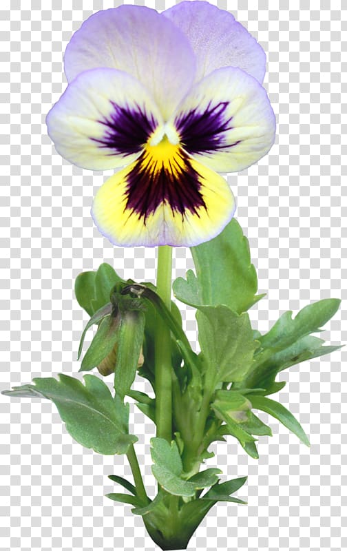 Pansy Flower Annual plant , flower transparent background PNG clipart