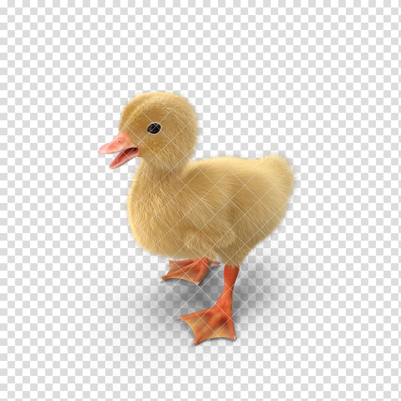 Yellow duck Goose Animal, Little yellow duck,duck,animal,Duckling transparent background PNG clipart