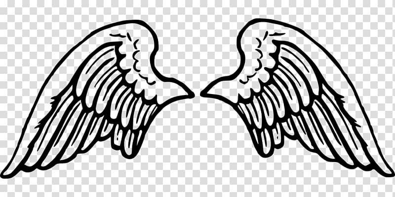 Drawing , Wings cartoon transparent background PNG clipart | HiClipart