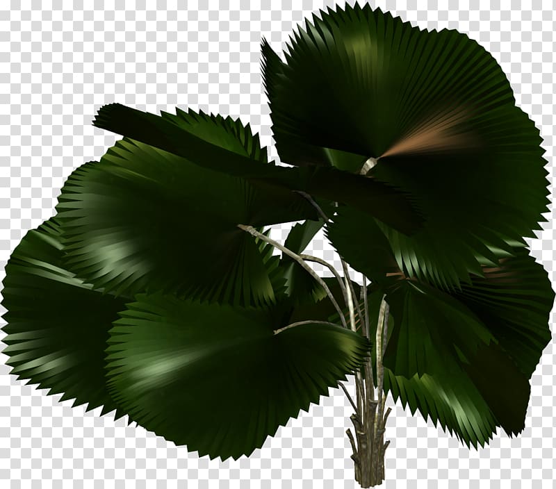 Tree Plant Arecaceae , palm leaves transparent background PNG clipart