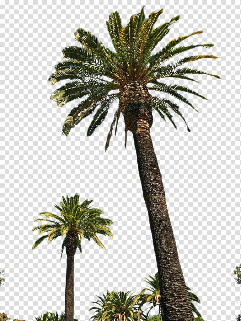 palm tree, Asian palmyra palm Attalea speciosa Date palm Oil palms Arecaceae, Palm Tree transparent background PNG clipart