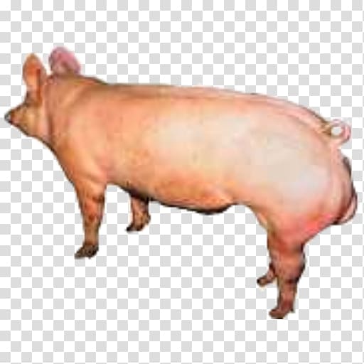 Domestic pig Pig\'s ear Cattle Snout, pig transparent background PNG clipart