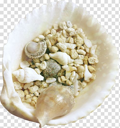 Seashell Mollusc shell , Seashells transparent background PNG clipart