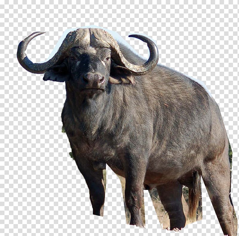 Africa Water buffalo American bison Deer Lion, buffalo transparent background PNG clipart