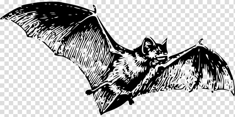 Vampire bat Illustration, Black Bat transparent background PNG clipart