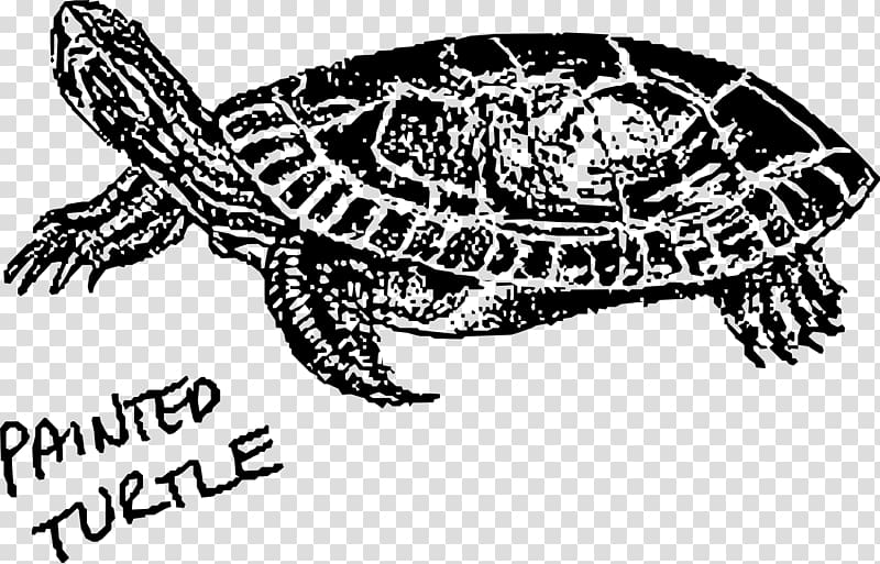 Painted turtle Hawksbill sea turtle Green sea turtle , turtle transparent background PNG clipart
