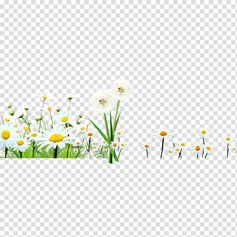 Floral design Chrysanthemum indicum Asteroideae Pattern, Chrysanthemum transparent background PNG clipart