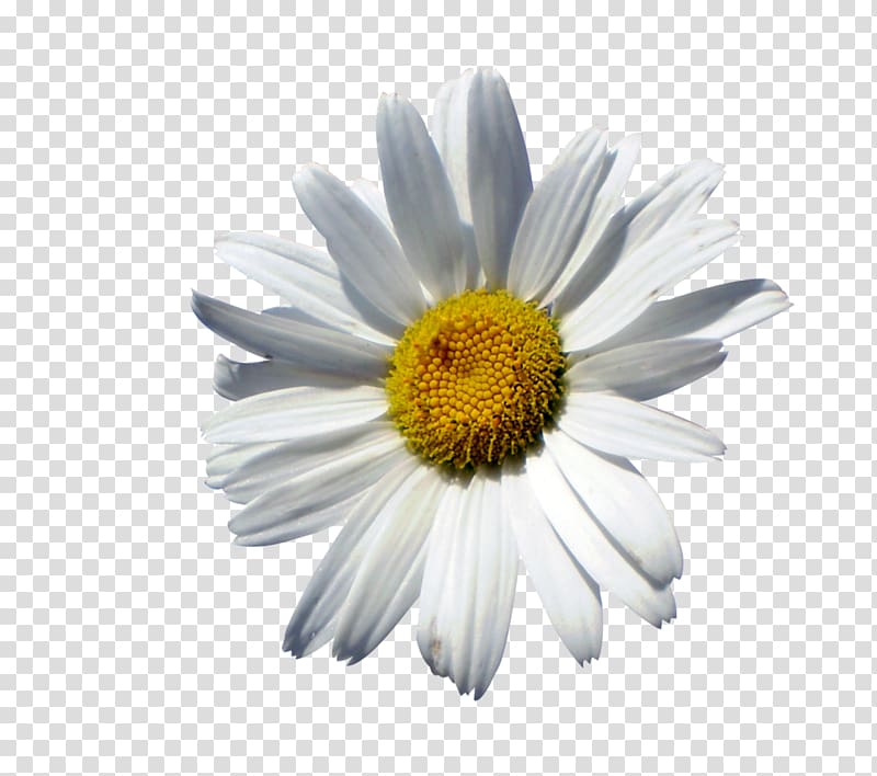 Common daisy Oxeye daisy Marguerite daisy Chrysanthemum Roman chamomile, chrysanthemum transparent background PNG clipart