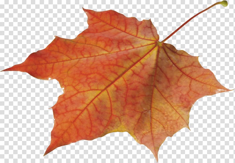 brown maple leaf, Autumn Leaves Solo Left transparent background PNG clipart
