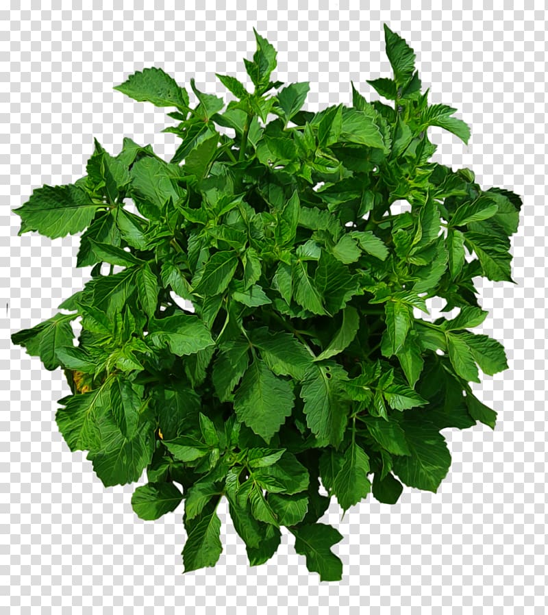 green mint leaves, Shrub Tree Plant, bushes transparent background PNG clipart