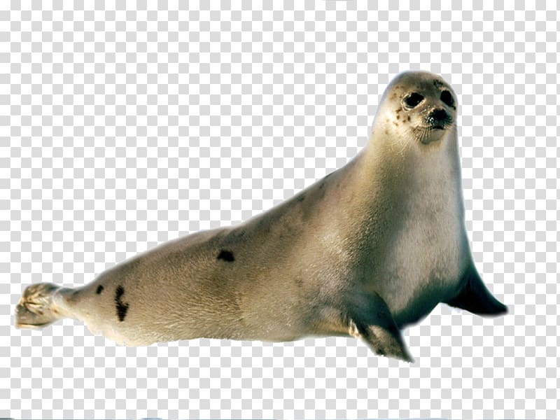 Harbor seal transparent background PNG clipart