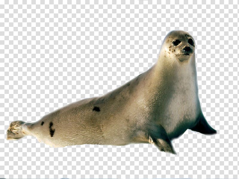 gray and brown seal with blue background illustration, Earless seal Sea lion Harp seal Grey seal, Harbor seal transparent background PNG clipart