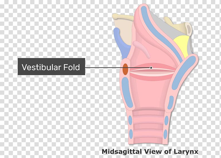 Vestibular fold Vocal folds Larynx Arytenoid cartilage, others transparent background PNG clipart