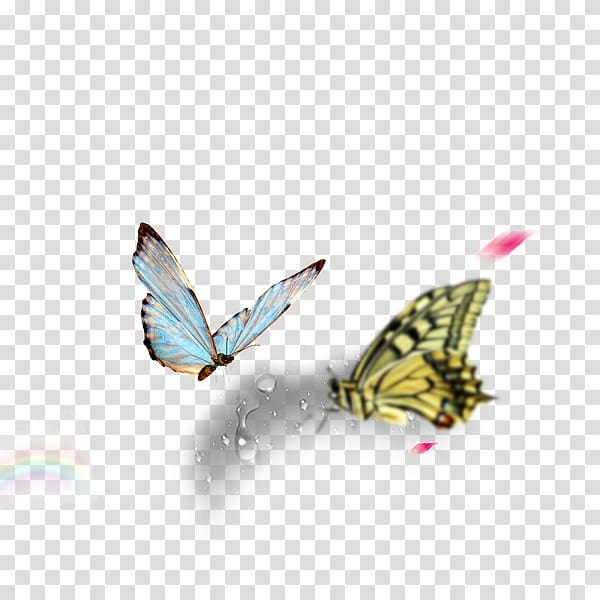 Nymphalidae Butterfly Long-sleeved T-shirt Off-White, butterfly transparent background PNG clipart